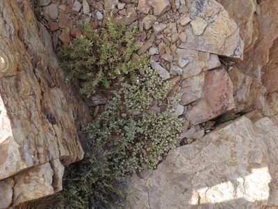 Drosanthemum ambiguum, photographed by Jeremy Gilmore
