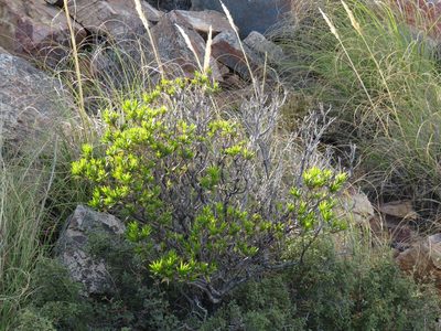 Pteronia fasciculata, photographed by Jeremy Gilmore