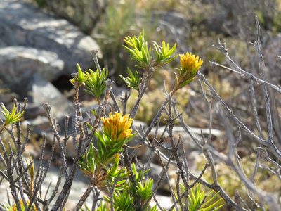 Pteronia fasciculata, photographed by Jeremy Gilmore