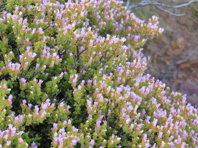 Drosanthemum asperulum, photographed by Jeremy Gilmore