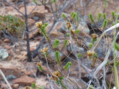 Oedera squarrosa, photographed by Jeremy Gilmore
