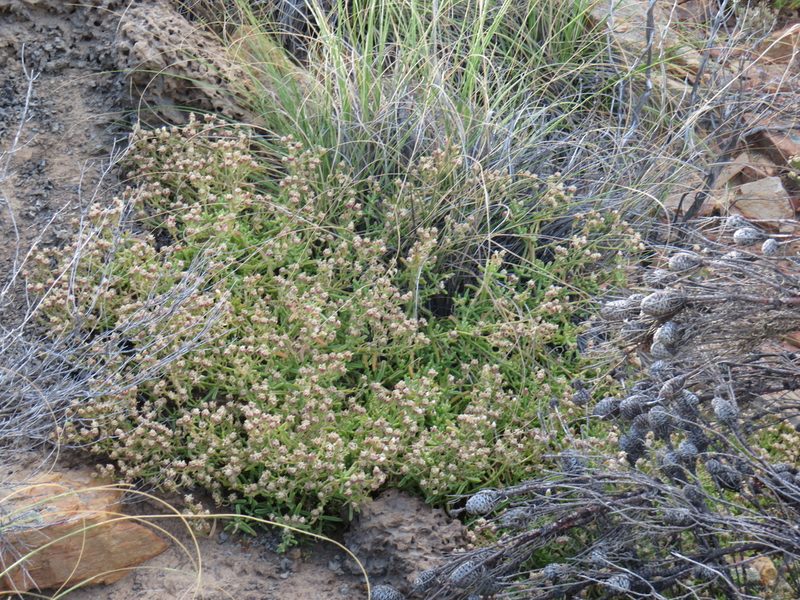 Mesembryanthemum longistylum, photographed by Jeremy Gilmore