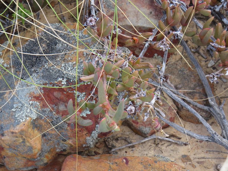 Ruschia diversifolia, photographed by Jeremy Gilmore