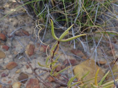 Lampranthus spiniformis, photographed by Jeremy Gilmore