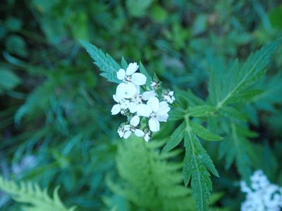 Aspilia platyphylla, photographed by Karel Schoonvaere