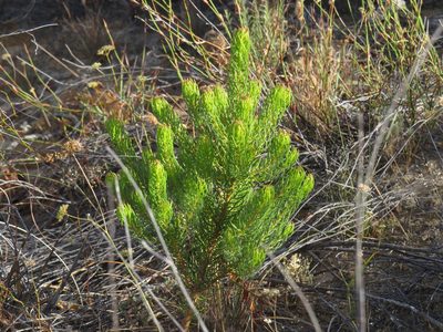 Leucadendron teretifolium, photographed by Jeremy Gilmore