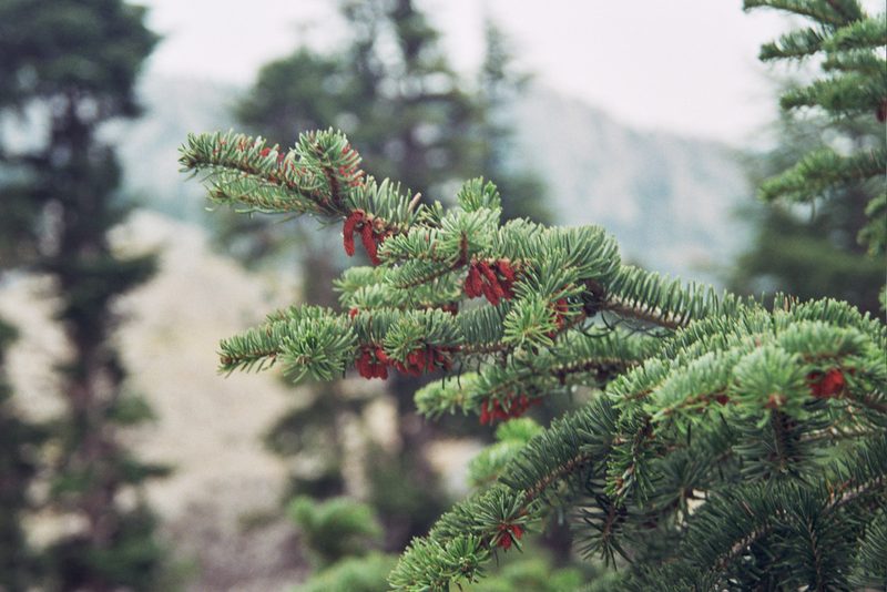 Abies cilicica, photographed by Rafael Medina