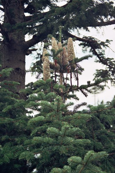 Abies cilicica, photographed by Rafael Medina