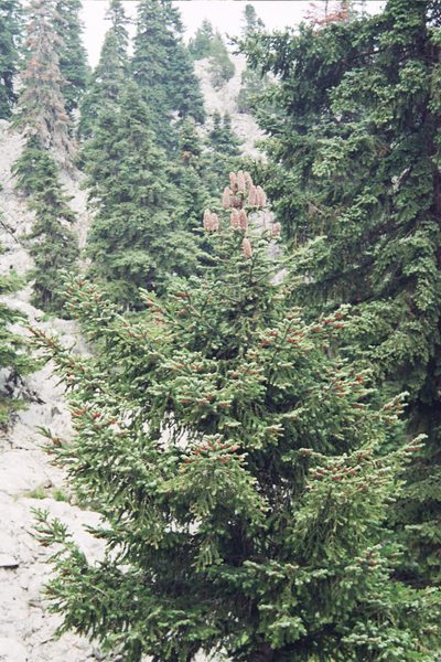 Abies cilicica, photographed by Rafael Medina