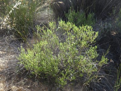 Euchaetis pungens, photographed by Jeremy Gilmore