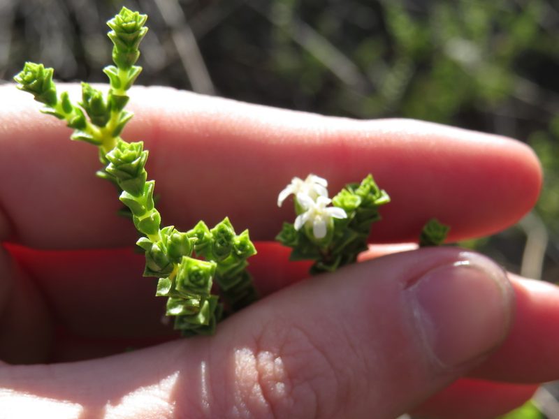 Euchaetis pungens, photographed by Jeremy Gilmore