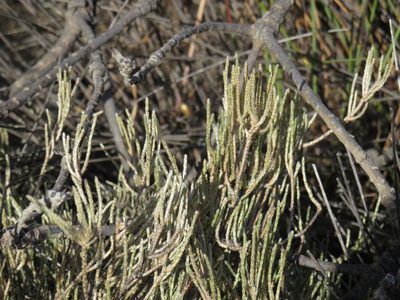 Polpoda capensis, photographed by Jeremy Gilmore