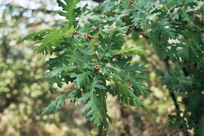 Quercus frainetto, photographed by Rafael Medina