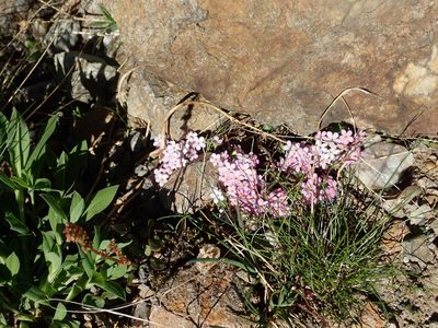 Androsace alpina, photographed by Karel Schoonvaere