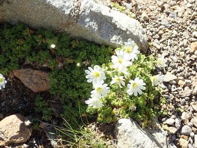 Cerastium uniflorum, photographed by Karel Schoonvaere
