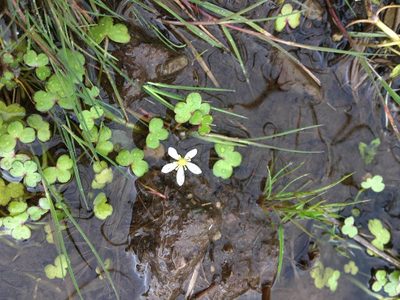 Ranunculus omiophyllus, photographed by Kian Hayles-Cotton