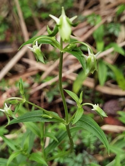 Halenia rhyacophila, photographed by Eduardo Chacón Madrigal