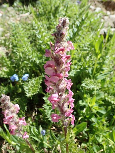 Pedicularis rostratospicata, photographed by Karel Schoonvaere