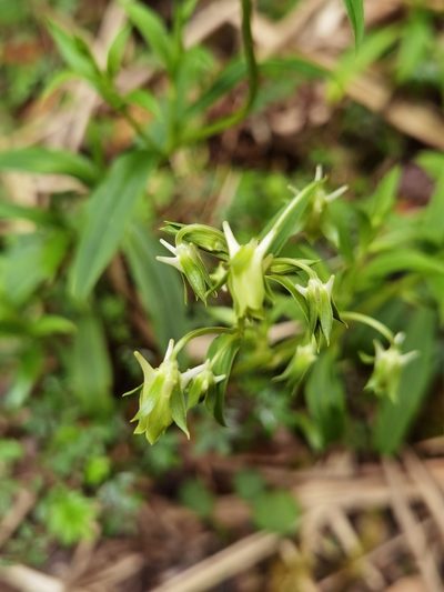 Halenia rhyacophila, photographed by Eduardo Chacón Madrigal