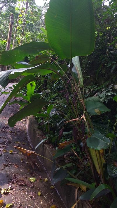Calathea erythrolepis, photographed by Danna Lizeth Guevara Prieto