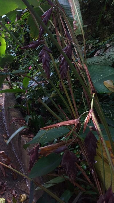 Calathea erythrolepis, photographed by Danna Lizeth Guevara Prieto