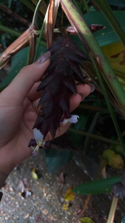 Calathea erythrolepis, photographed by Danna Lizeth Guevara Prieto
