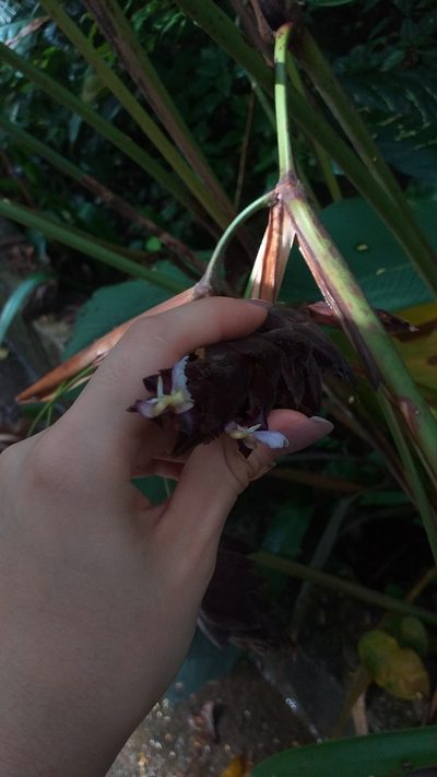 Calathea erythrolepis, photographed by Danna Lizeth Guevara Prieto