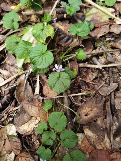 Viola guatemalensis, photographed by Eduardo Chacón Madrigal