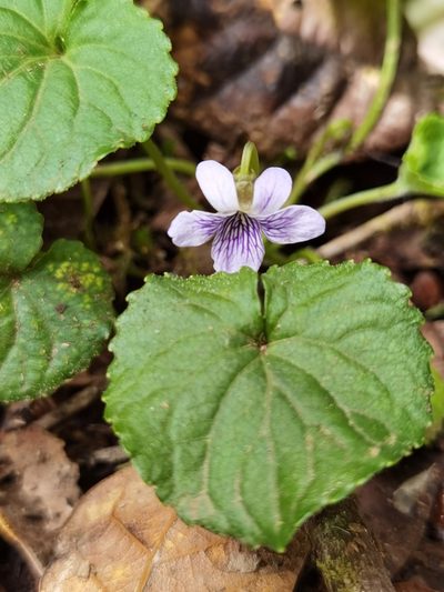 Viola guatemalensis, photographed by Eduardo Chacón Madrigal