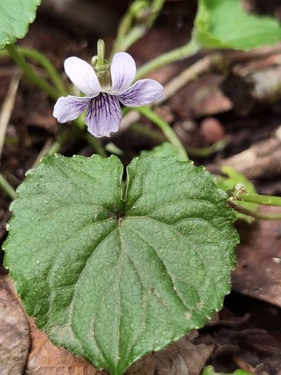 Viola guatemalensis, photographed by Eduardo Chacón Madrigal