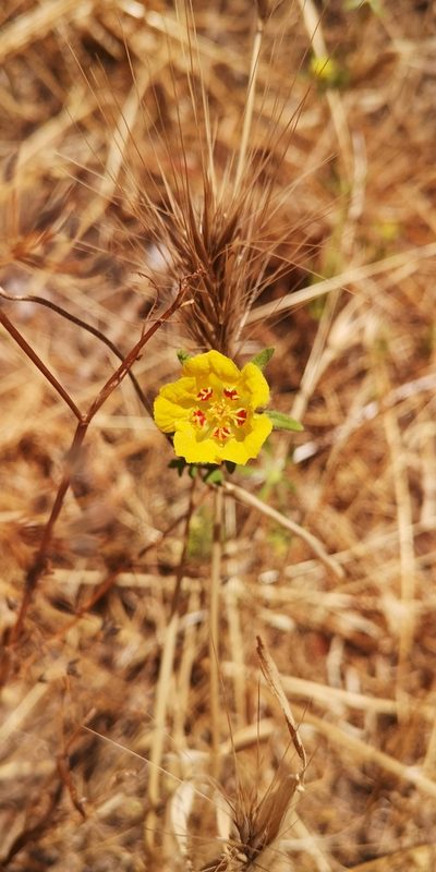 Scyphanthus elegans, photographed by Darío De la Fuente