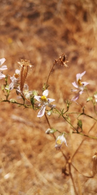Schizanthus porrigens, photographed by Darío De la Fuente