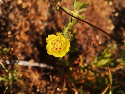 Scyphanthus elegans, photographed by Darío De la Fuente