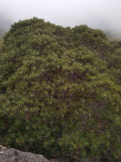 Comarostaphylis arbutoides, photographed by Eduardo Chacón Madrigal