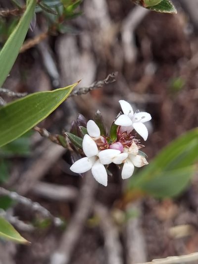 Arcytophyllum lavarum, photographed by Eduardo Chacón Madrigal
