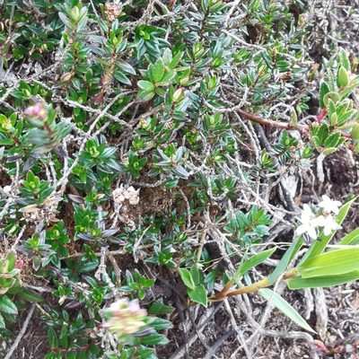Arcytophyllum lavarum, photographed by Eduardo Chacón Madrigal