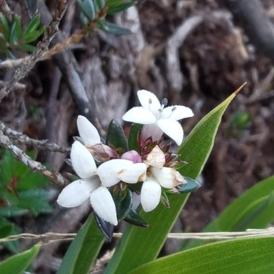 Arcytophyllum lavarum, photographed by Eduardo Chacón Madrigal