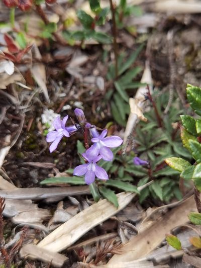 Lobelia irasuensis, photographed by Eduardo Chacón Madrigal