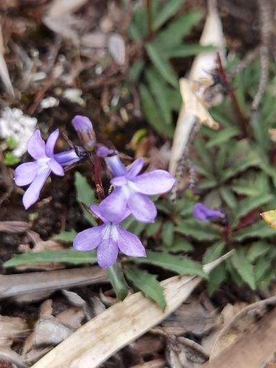 Lobelia irasuensis, photographed by Eduardo Chacón Madrigal