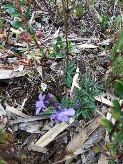Lobelia irasuensis, photographed by Eduardo Chacón Madrigal