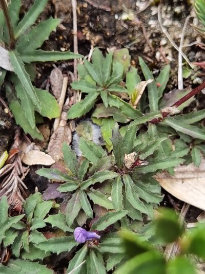 Lobelia irasuensis, photographed by Eduardo Chacón Madrigal