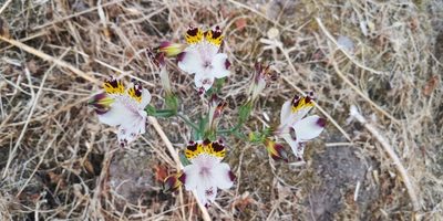 Alstroemeria pulchra