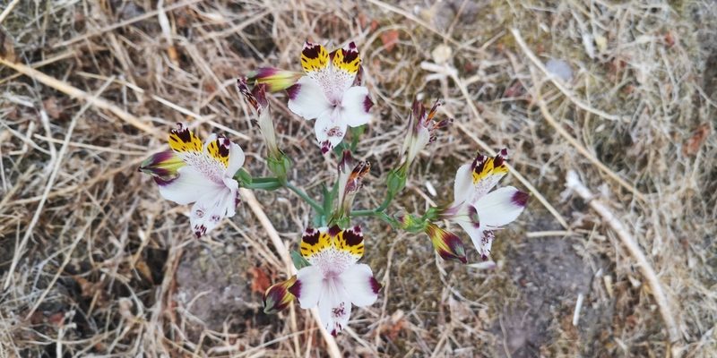Alstroemeria pulchra, photographed by Darío De la Fuente