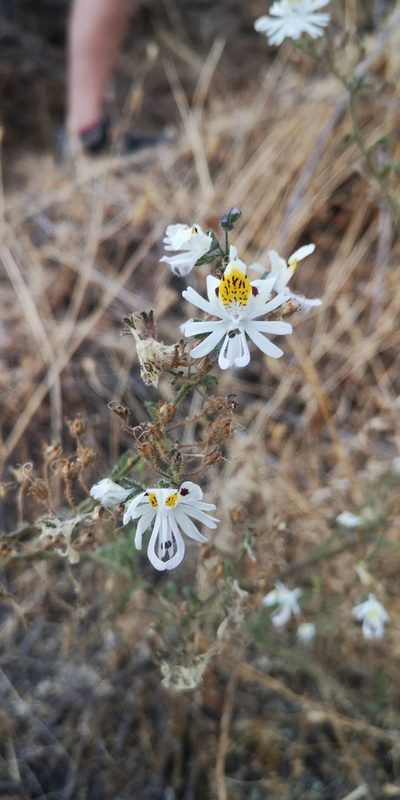 Schizanthus porrigens, photographed by Darío De la Fuente