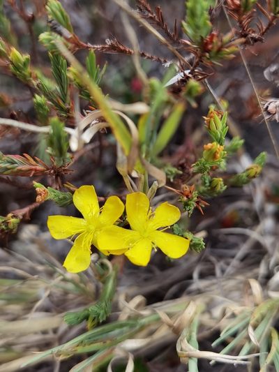 Hypericum costaricense, photographed by Eduardo Chacón Madrigal