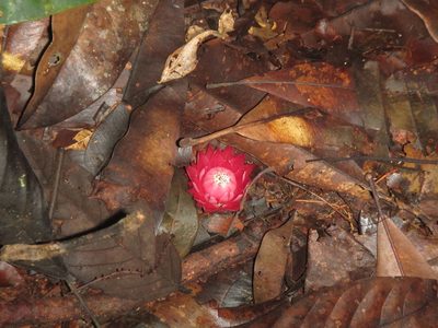Thonningia sanguinea, photographed by Lucy Keith-Diagne