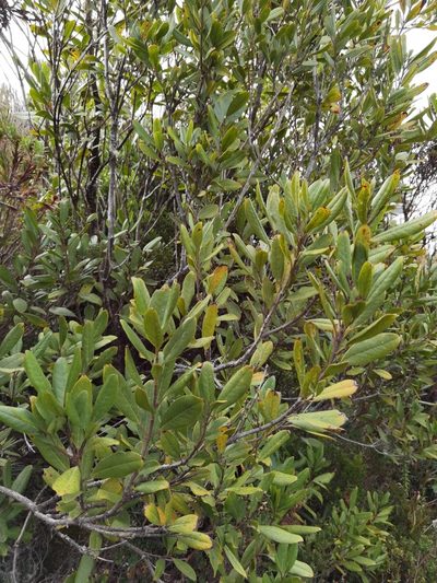 Garrya laurifolia, photographed by Eduardo Chacón Madrigal