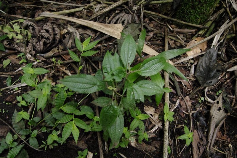 Miconia quinquenervia, photographed by Eric Knight