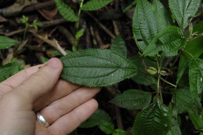 Miconia quinquenervia, photographed by Eric Knight