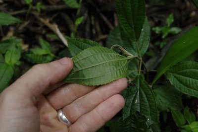 Miconia quinquenervia, photographed by Eric Knight